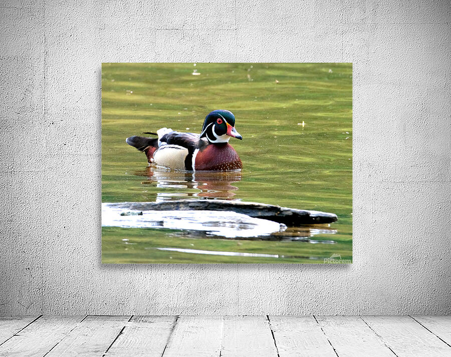 Waterfowl 67 Wall Preview
