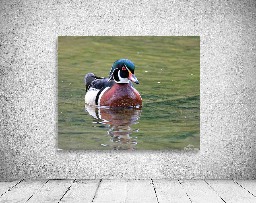 Waterfowl 68 Wall Preview