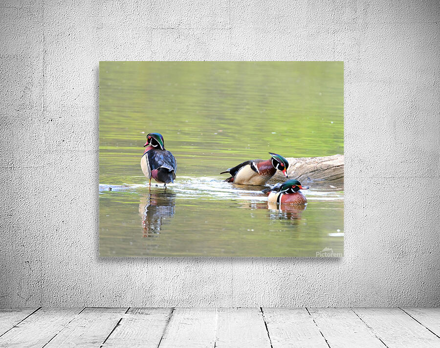 Waterfowl 69 Wall Preview