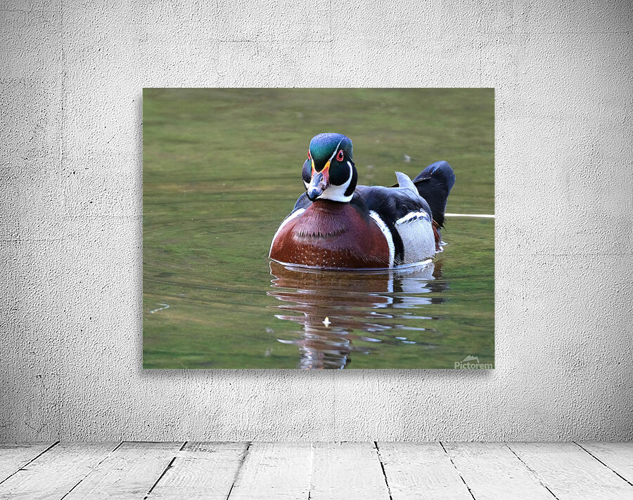 Waterfowl 70 Wall Preview