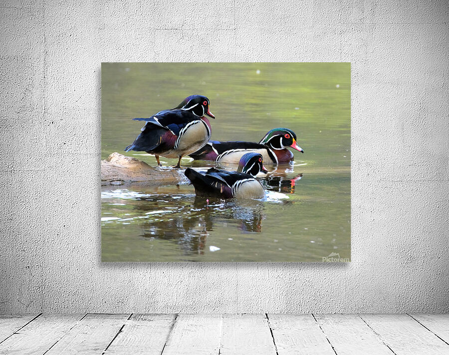 Waterfowl 72 Wall Preview