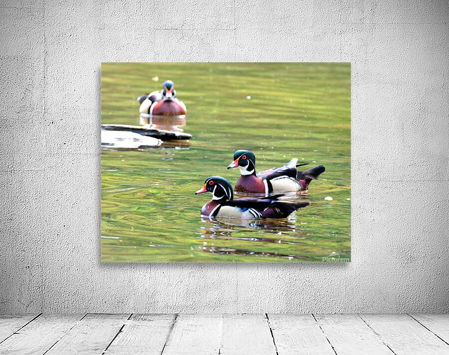 Waterfowl 74 Wall Preview