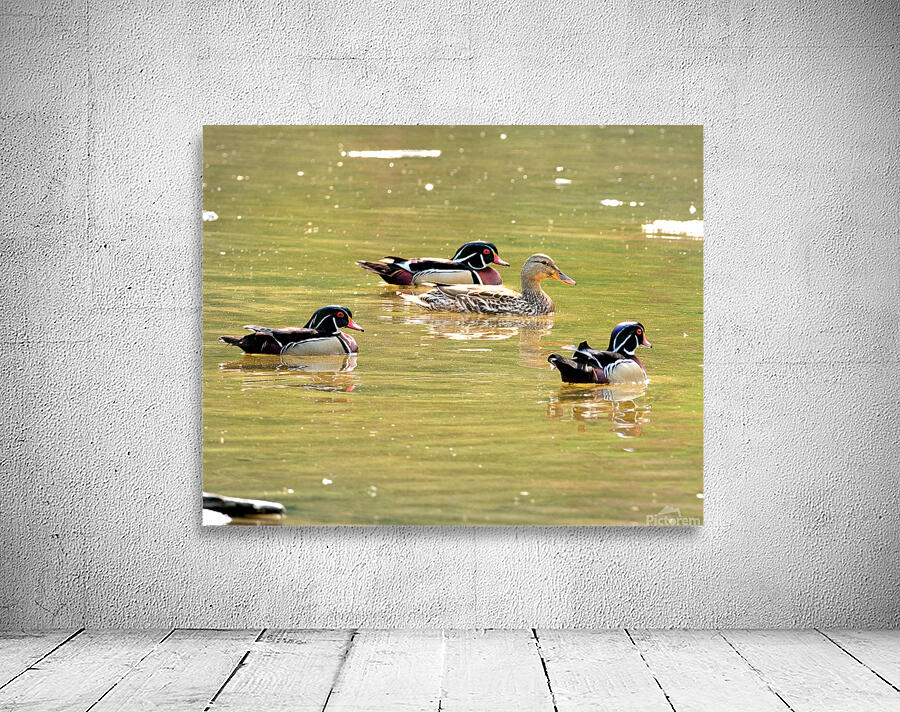 Waterfowl 78 Wall Preview