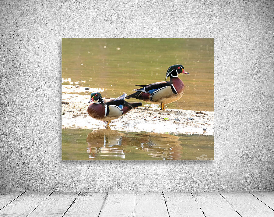 Waterfowl 79 Wall Preview
