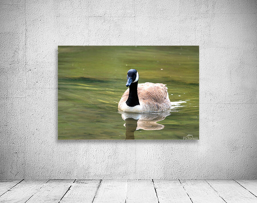 Waterfowl 81 Wall Preview