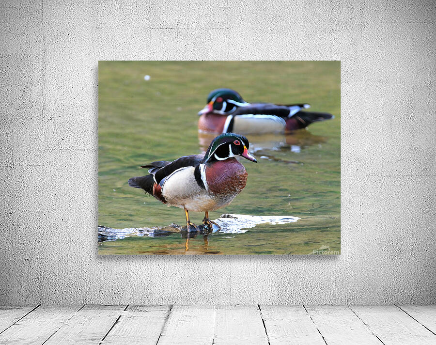 Waterfowl 82 Wall Preview