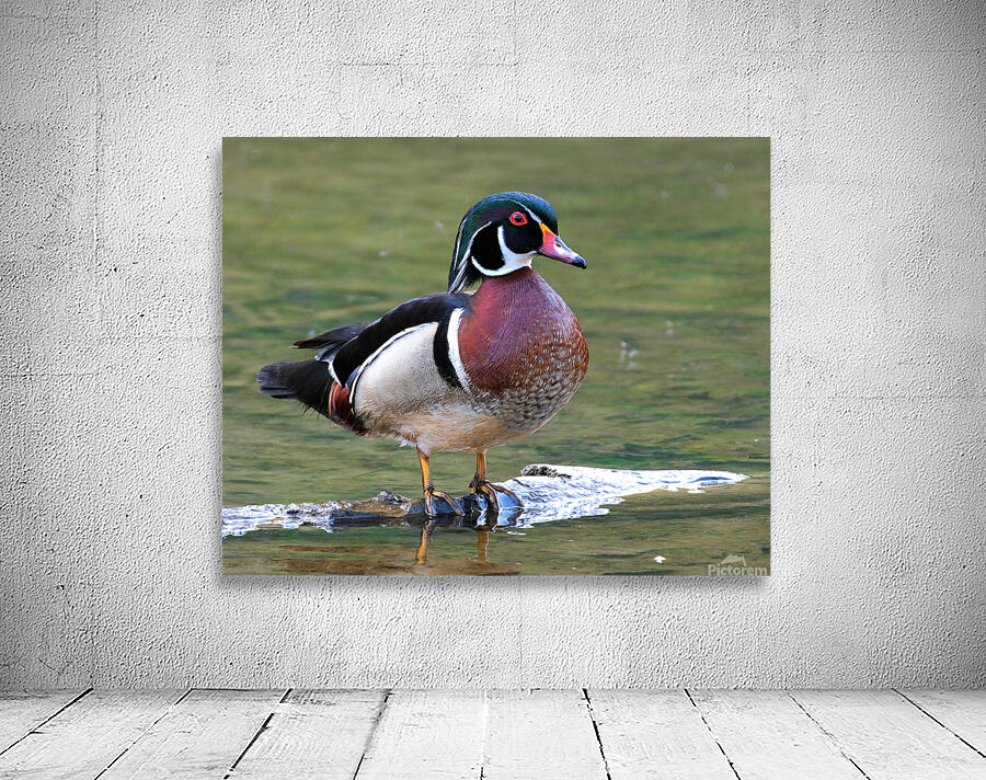 Waterfowl 83 Wall Preview