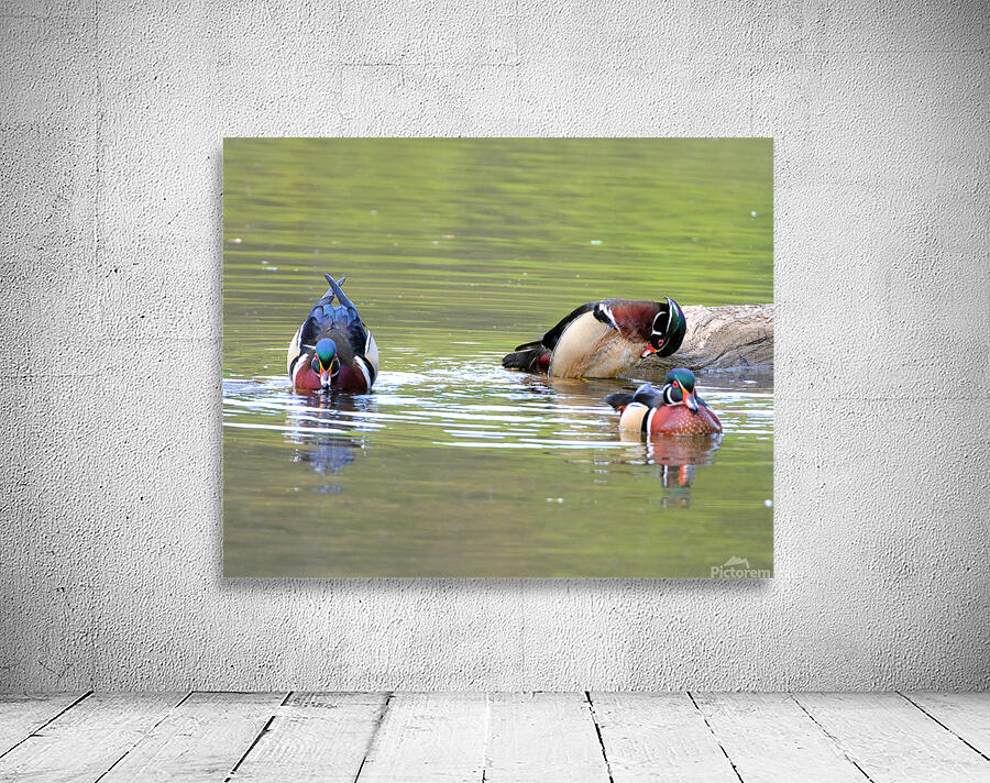 Waterfowl84 Wall Preview