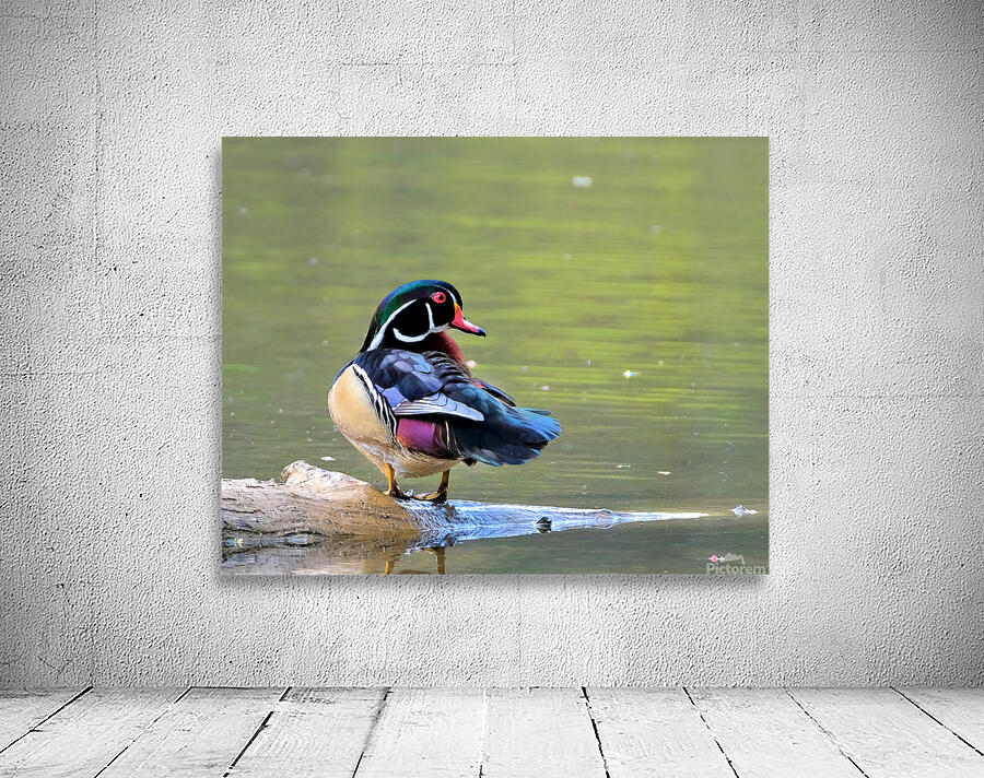 Waterfowl 85 Wall Preview