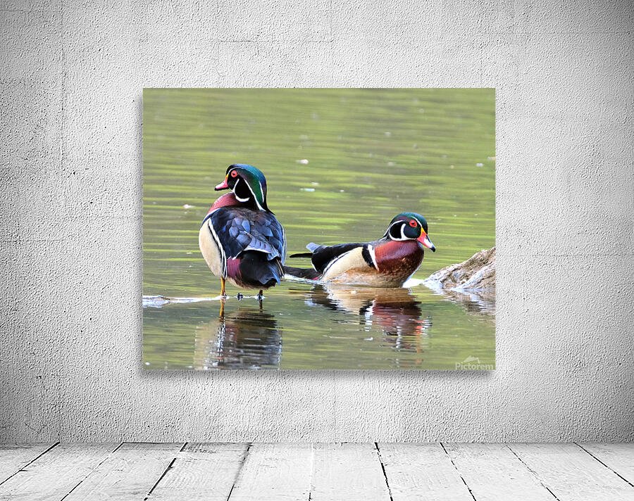 Waterfowl  86 Wall Preview