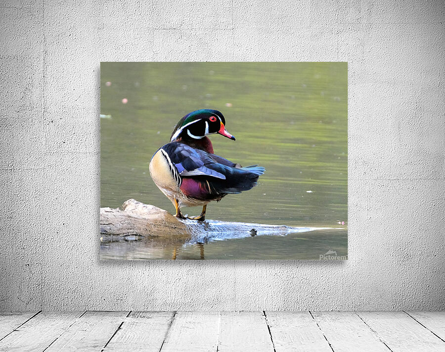 Waterfowl 87 Wall Preview