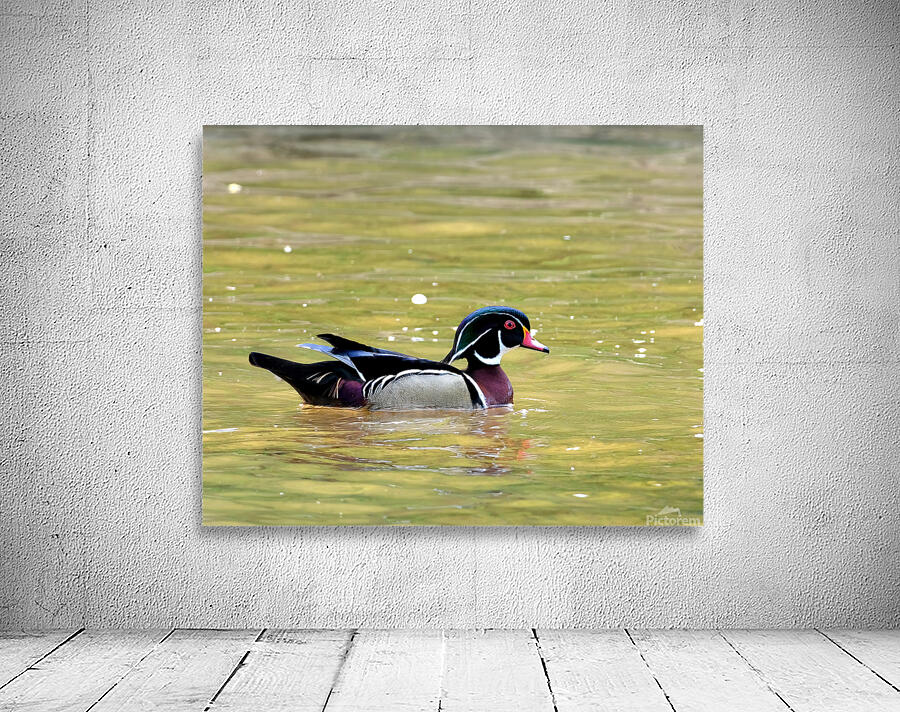 Waterfowl 88 Wall Preview