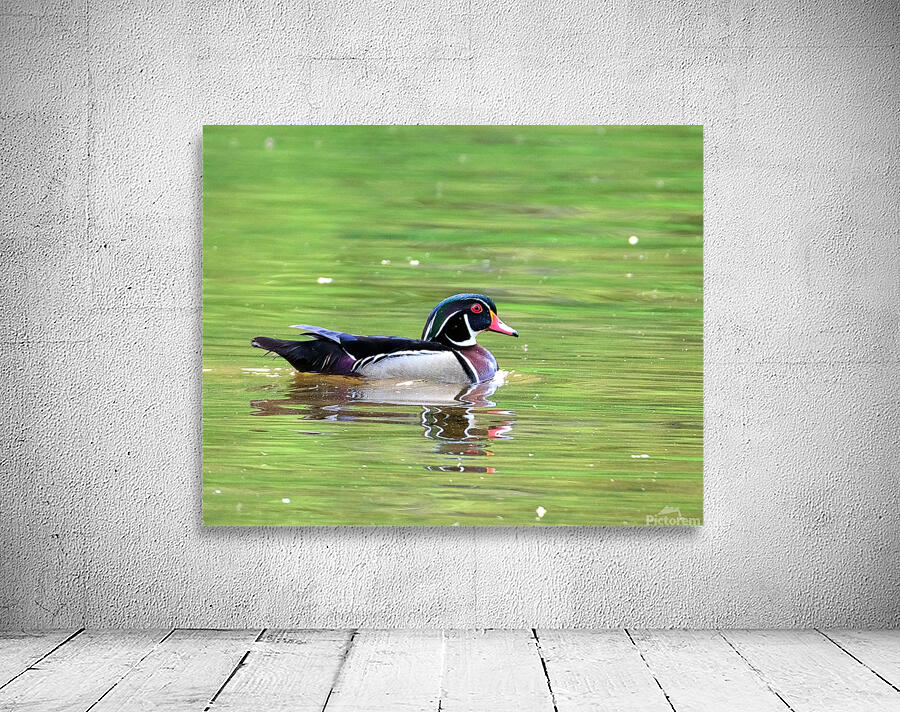 Waterfowl 91 Wall Preview