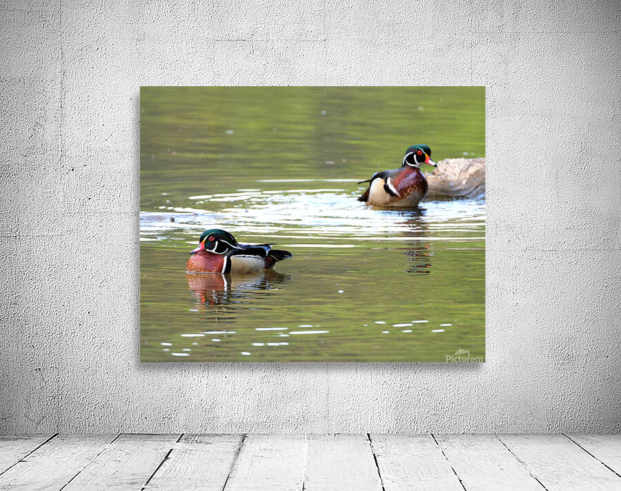 Waterfowl 93 Wall Preview