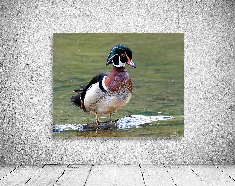Waterfowl 95 Wall Preview