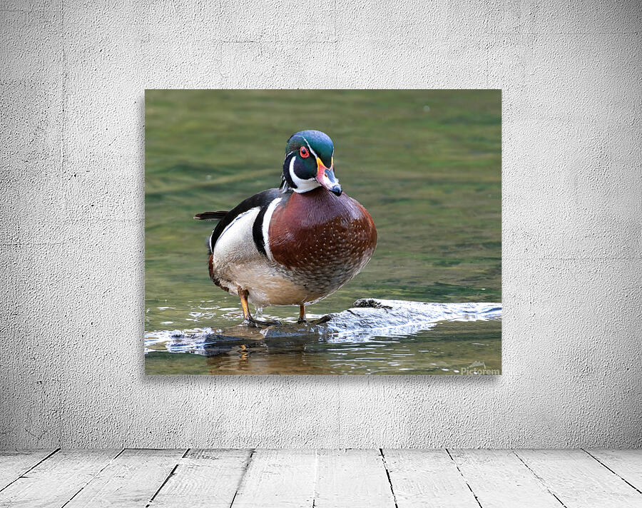 Waterfowl 96 Wall Preview