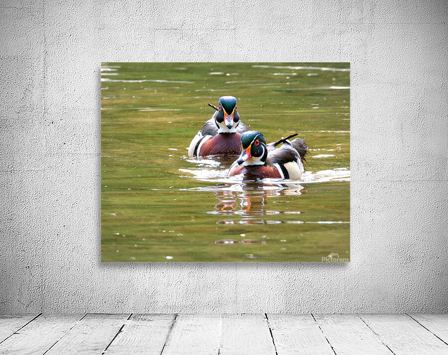 Waterfowl 97 Wall Preview