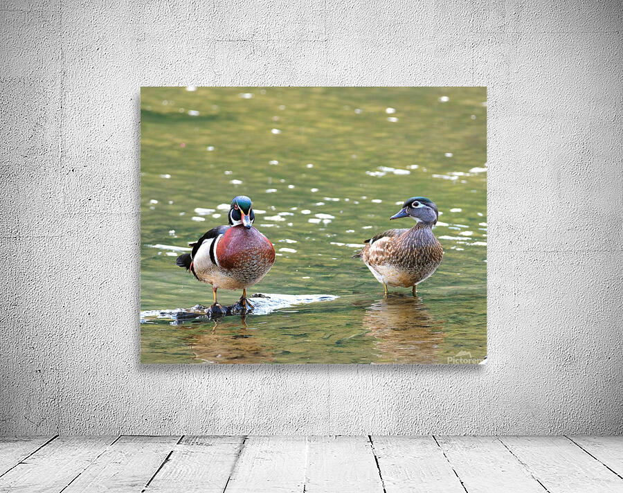 Waterfowl 102 Wall Preview