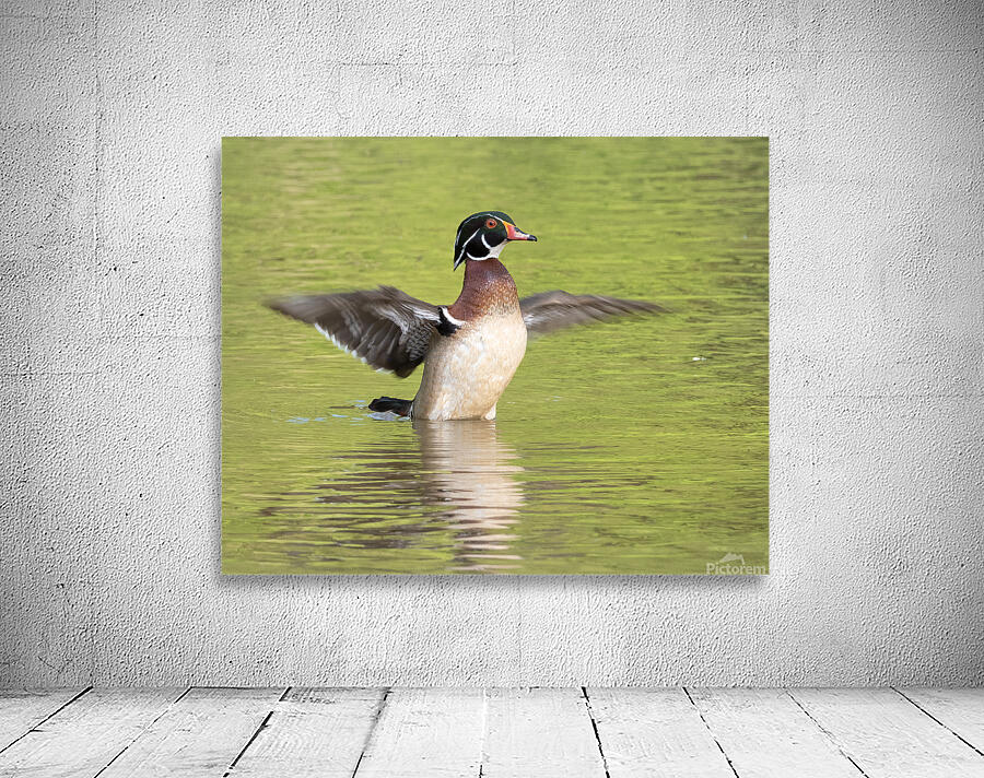 Waterfowl 103 Wall Preview