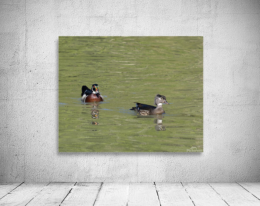Waterfowl 104 Wall Preview