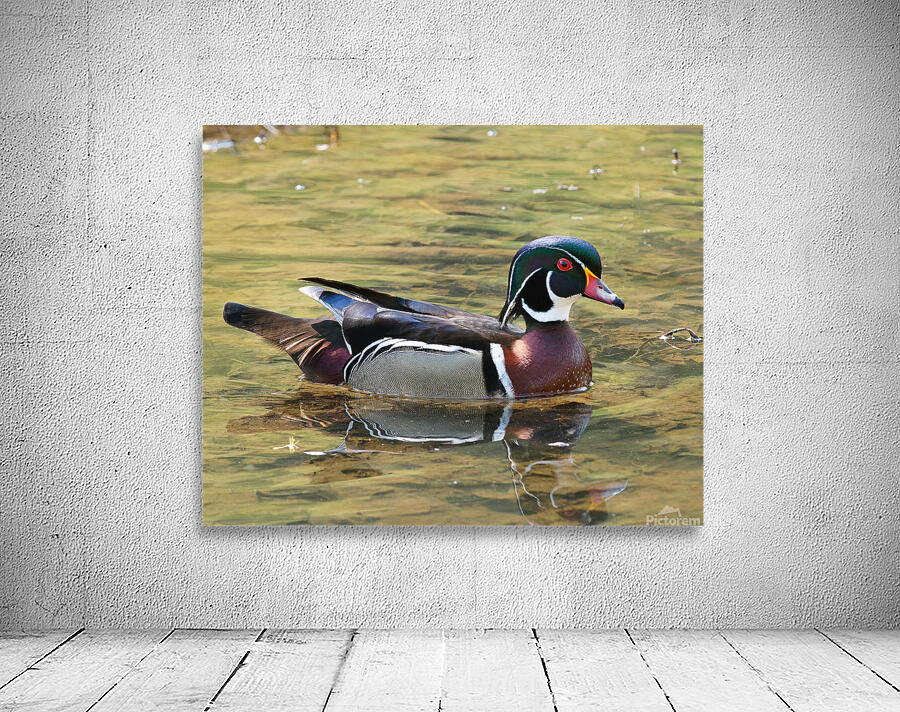 Waterfowl 105 Wall Preview