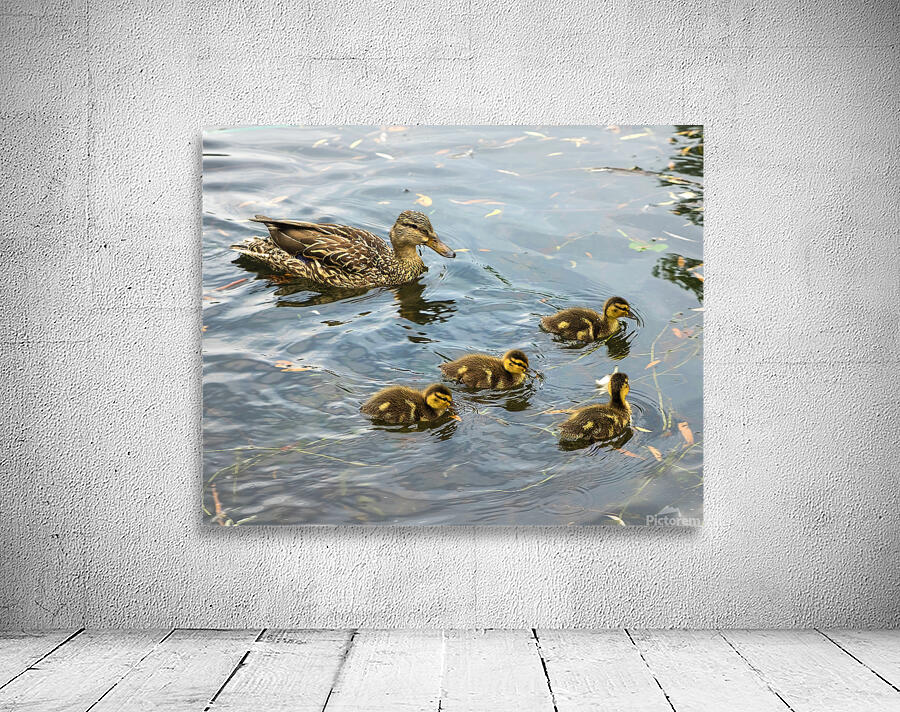 Waterfowl 108 Wall Preview