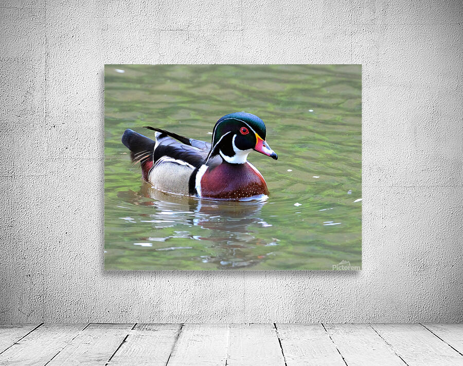 Waterfowl 111 Wall Preview
