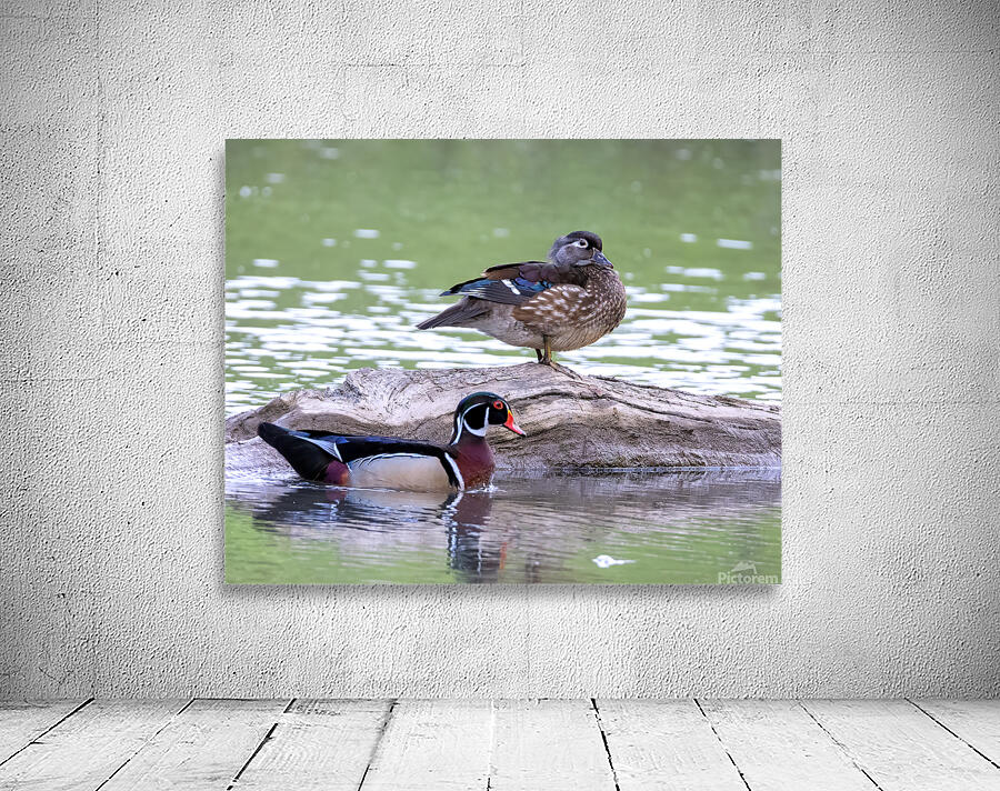 Waterfowl 112 Wall Preview