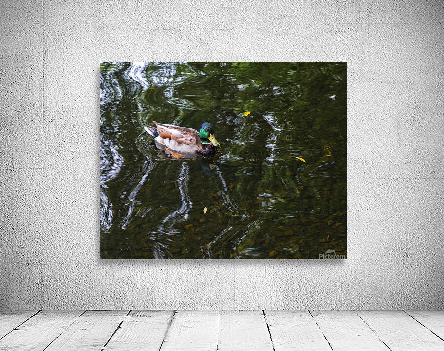 Waterfowl122 Wall Preview