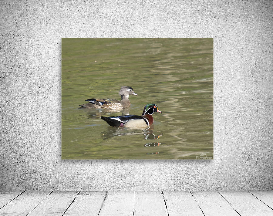 Waterfowl 124 Wall Preview