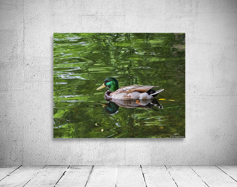 Waterfowl 137 Wall Preview