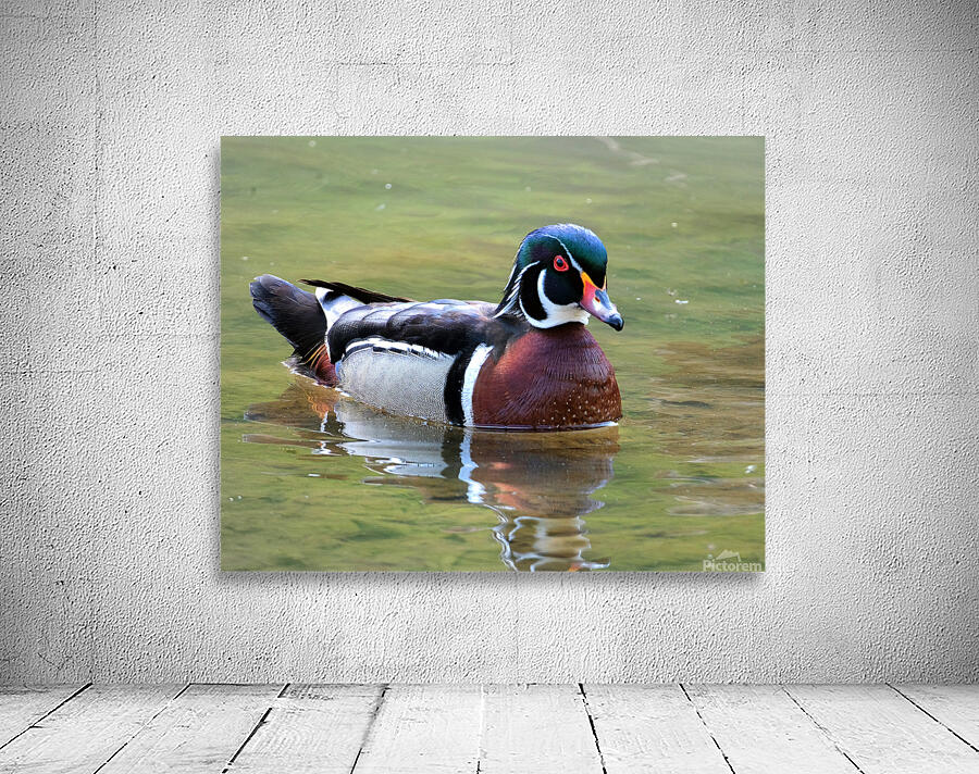 Waterfowl 142 Wall Preview