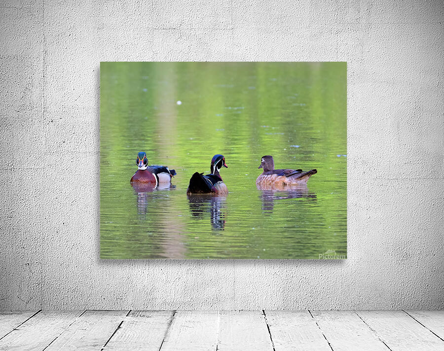 Waterfowl 145 Wall Preview