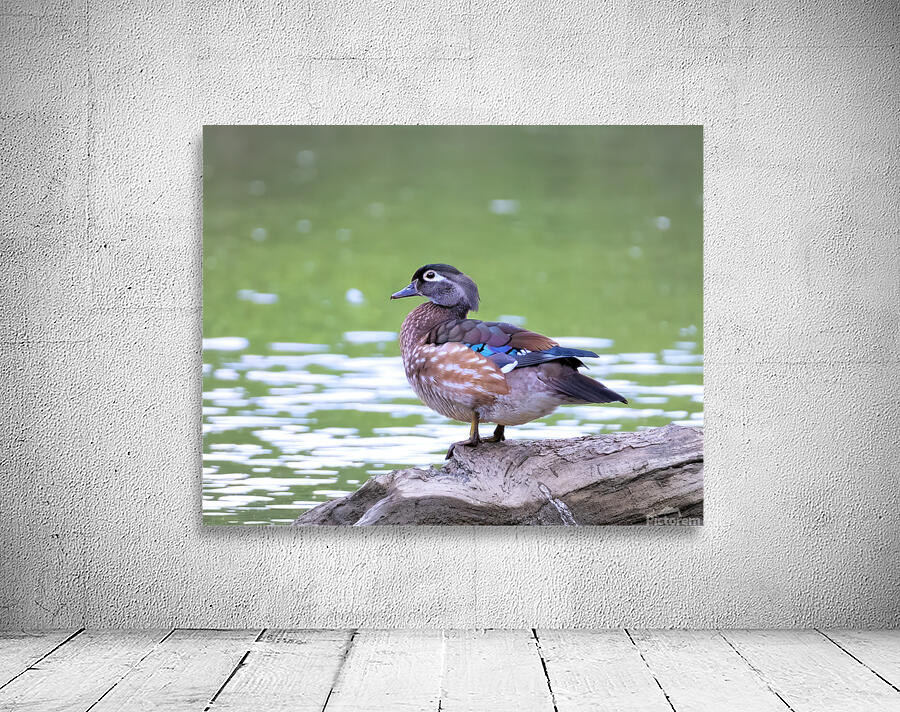 Waterfowl 147 Wall Preview