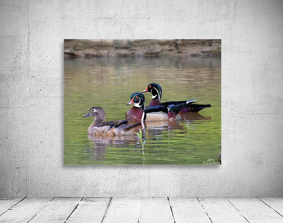 Waterfowl 149 Wall Preview