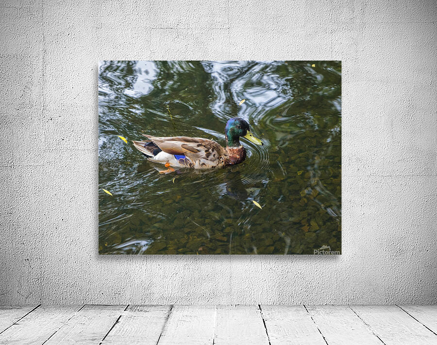 Waterfowl 151 Wall Preview