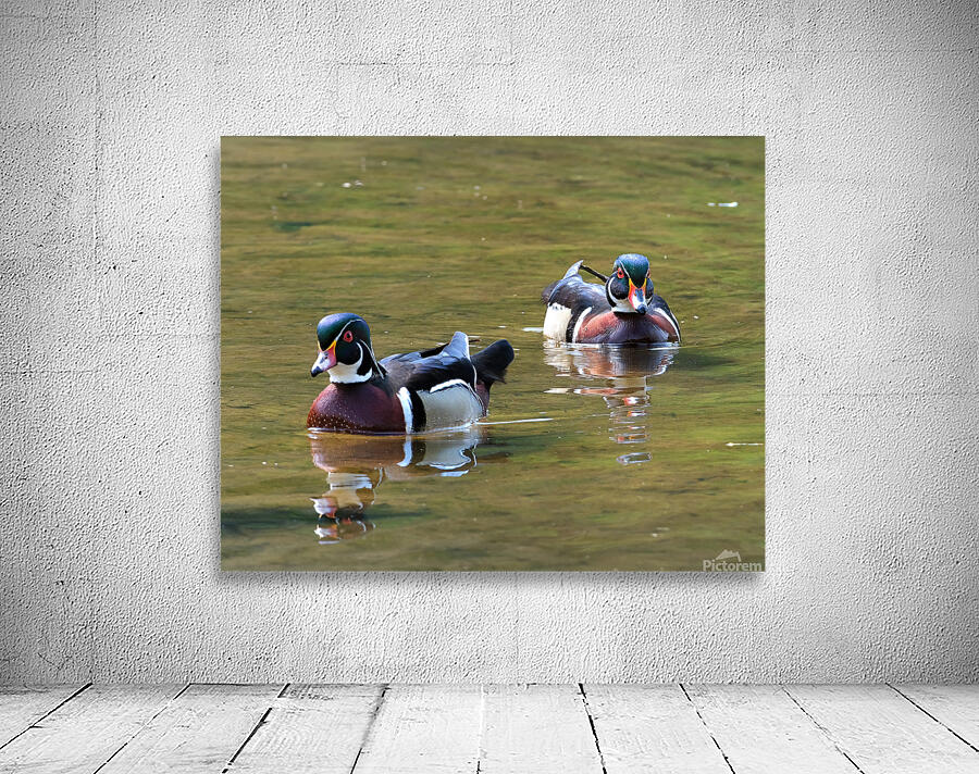 Waterfowl 152 Wall Preview