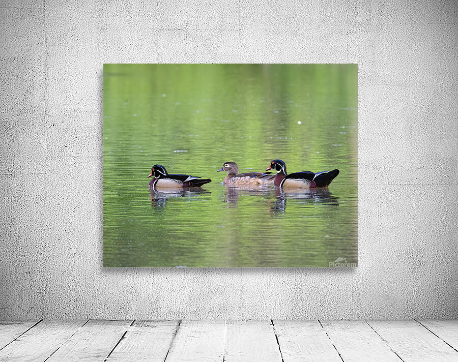 Waterfowl 154 Wall Preview