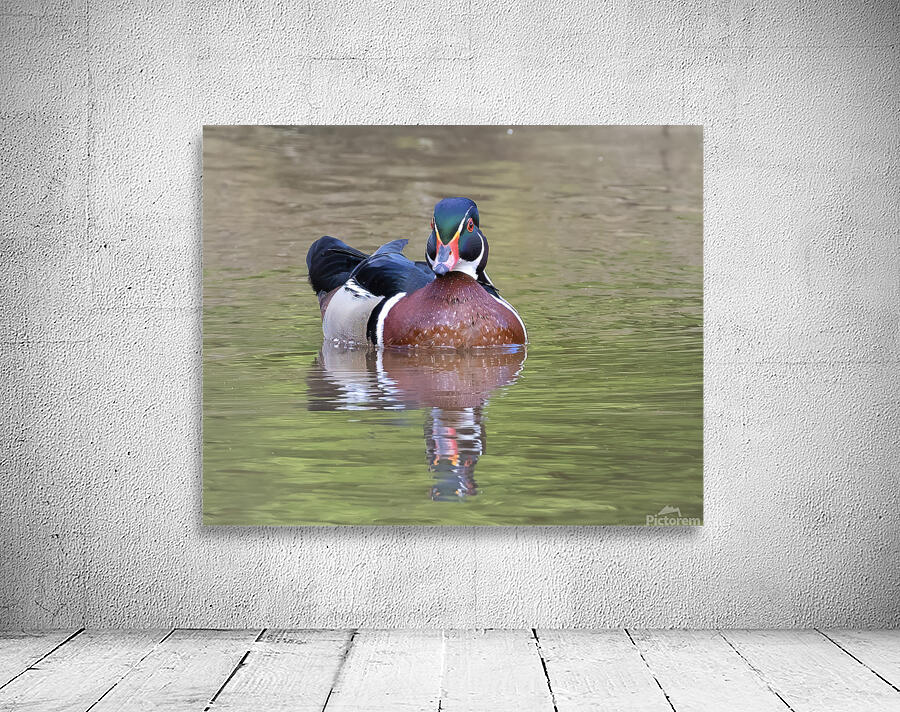 Waterfowl 156 Wall Preview