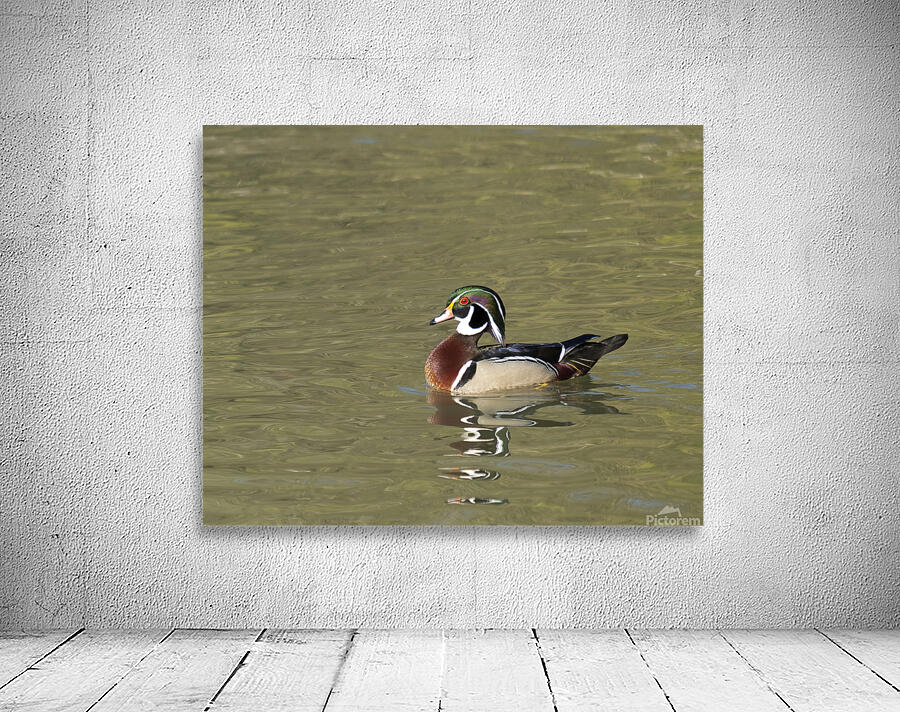 Waterfowl 157 Wall Preview