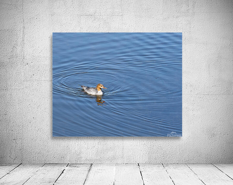Waterfowl 161 Wall Preview