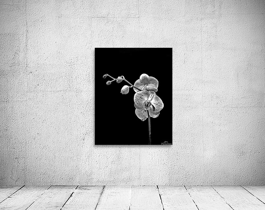 Abstract  51 Wall Preview