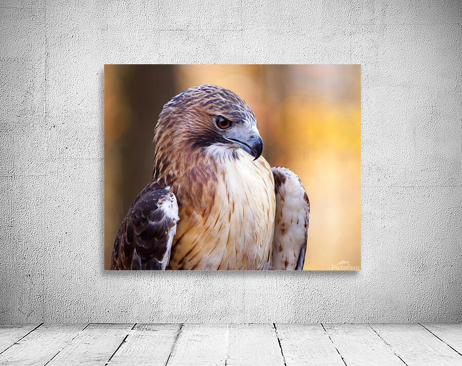 Birds  3 Wall Preview