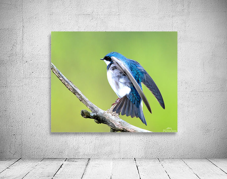Birds  4 Wall Preview