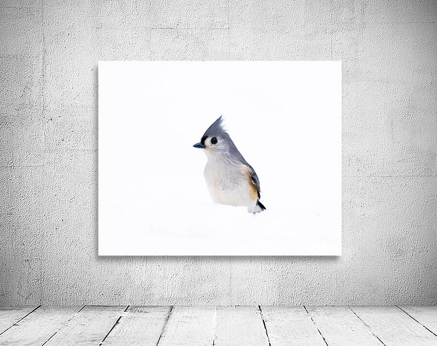 Birds  6 Wall Preview