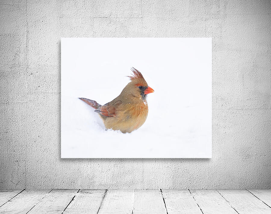 Birds  7 Wall Preview
