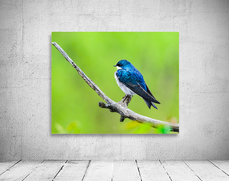 Birds  8 Wall Preview