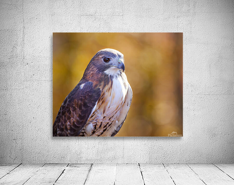 Birds  9 Wall Preview