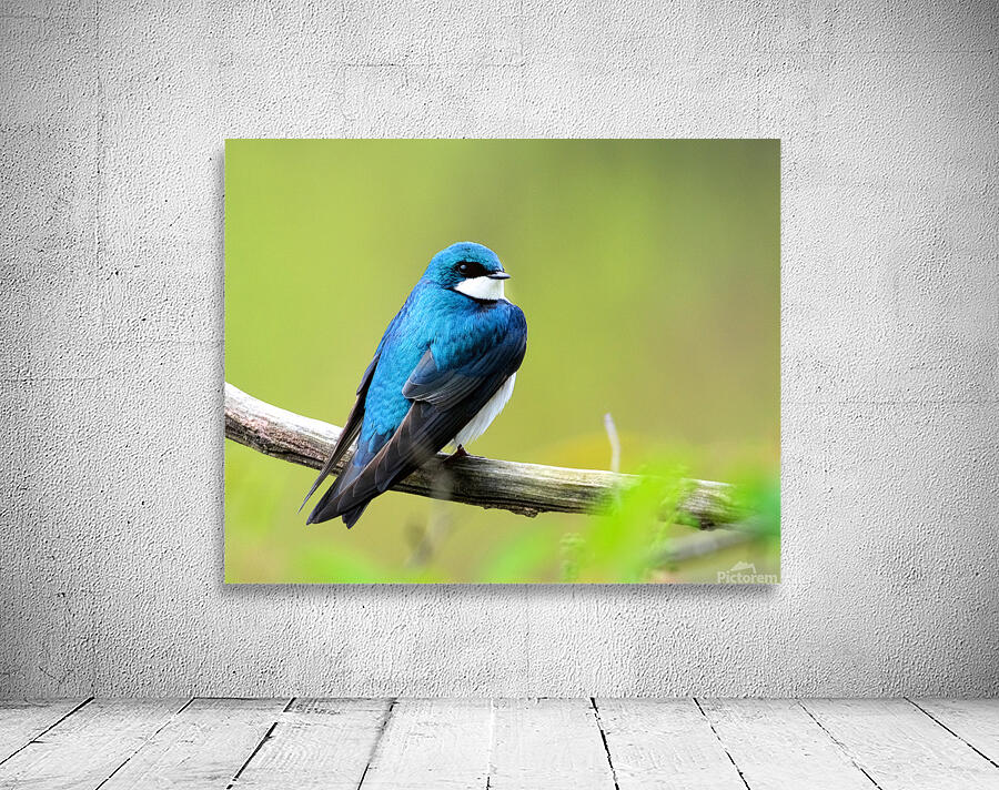 Birds  13 Wall Preview