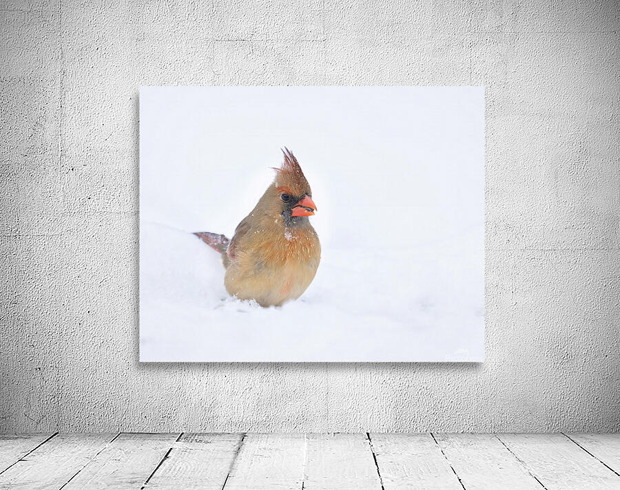 Birds  14 Wall Preview
